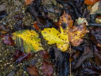 Verschiedene Herbstblätter am Kies eines Bachbettes